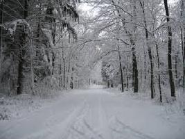 Snowy Scenery