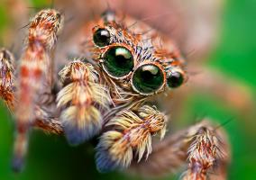 The Art of Fear:  Spiders