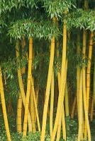 Bamboo Beauty, Art and Artesania