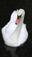 Colchester swans