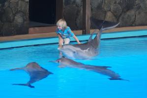 Dolphin Show Kids
