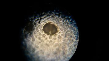 Microscope leaves
