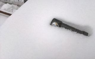 Полосатая лошпдь в снегу