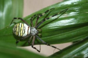 Wasp Spider in my home