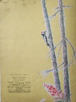 Соколов- Микитов"Цветы в лесу"(1964)