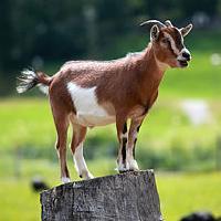 random goats