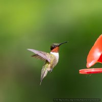 2023-06-23_Hummingbird