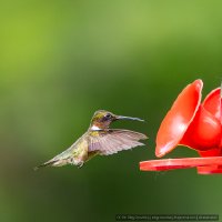 2023-06-23_Hummingbird