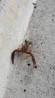 Crawfish found near where I work