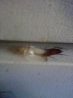 alien cockroach