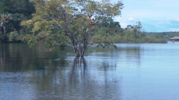 Amazonas 2011
